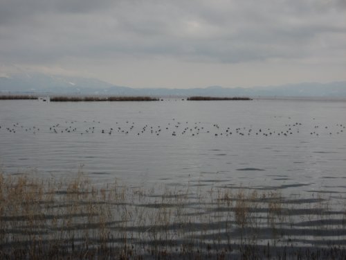 琵琶湖畔の水鳥