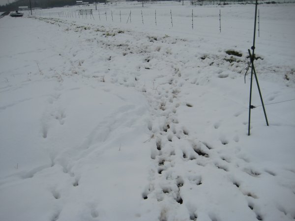 残雪に残る鹿の足跡