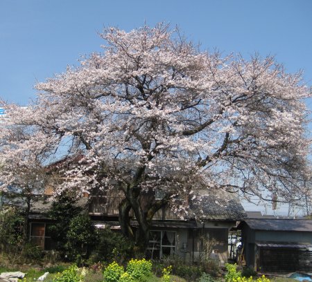 立派な幹の桜