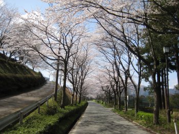 桜並木のトンネル